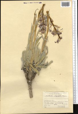 Dvorakia alyssifolia (DC.) D.A.German, Moscow University Herbarium