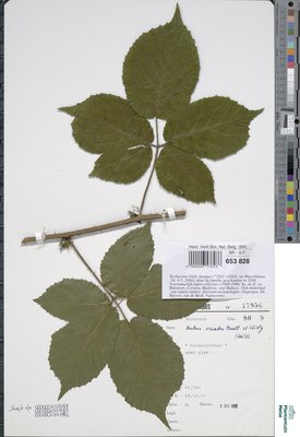 Rubus oreades P.J.Müll. & Wirtg. ex Genev.