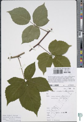 Rubus oreades P.J.Müll. & Wirtg. ex Genev.