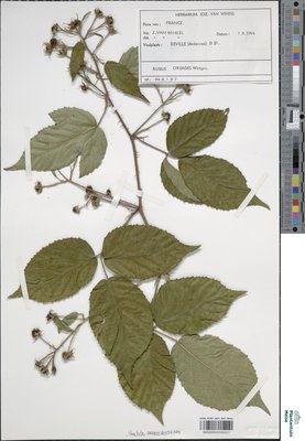 Rubus oreades P.J.Müll. & Wirtg. ex Genev.