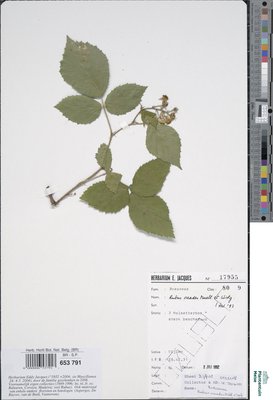 Rubus oreades P.J.Müll. & Wirtg. ex Genev.