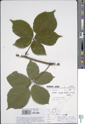 Rubus oreades P.J.Müll. & Wirtg. ex Genev.