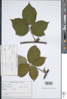 Rubus oreades P.J.Müll. & Wirtg. ex Genev.