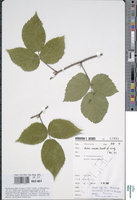 Rubus oreades P.J.Müll. & Wirtg. ex Genev.
