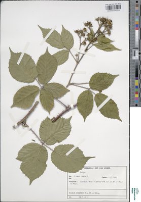 Rubus oreades P.J.Müll. & Wirtg. ex Genev.