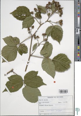 Rubus oreades P.J.Müll. & Wirtg. ex Genev.
