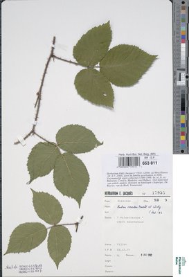 Rubus oreades P.J.Müll. & Wirtg. ex Genev.
