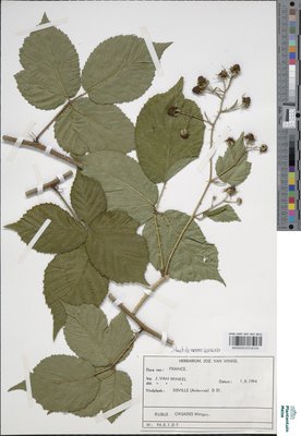 Rubus oreades P.J.Müll. & Wirtg. ex Genev.