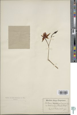 Miltonia castanea Rolfe