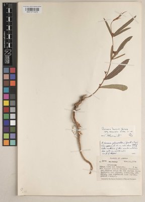 BM013715975