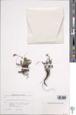 Hypericum adenotrichum Spach