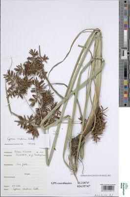 Cyperus serotinus Rottb.