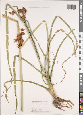 Cyperus serotinus Rottb. (Сыть поздняя), Moscow University Herbarium