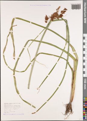 Cyperus serotinus Rottb. (Сыть поздняя), Moscow University Herbarium