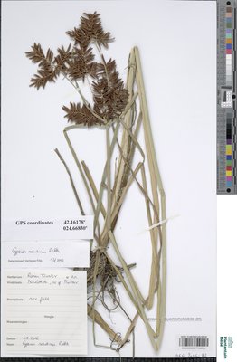 Cyperus serotinus Rottb.