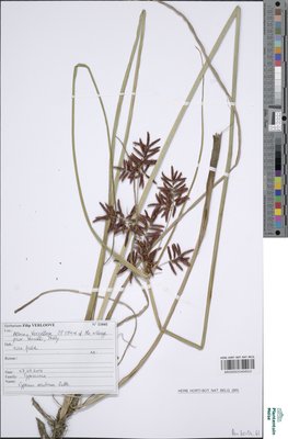 Cyperus serotinus Rottb.