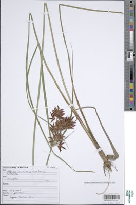 Cyperus serotinus Rottb.