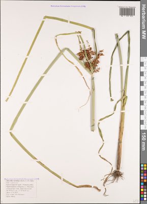 Cyperus serotinus Rottb. (Сыть поздняя), Moscow University Herbarium