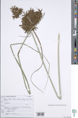 Cyperus serotinus Rottb.