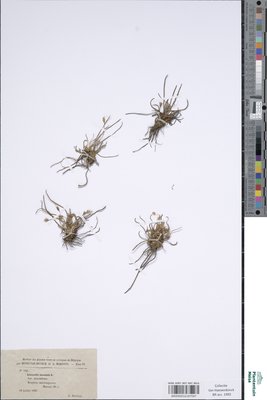 Littorella lacustris var. decumbens L.
