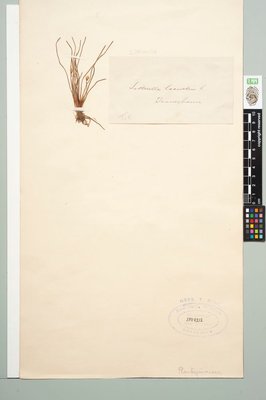 Littorella lacustris