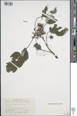 Rubus lasiostylus Focke.