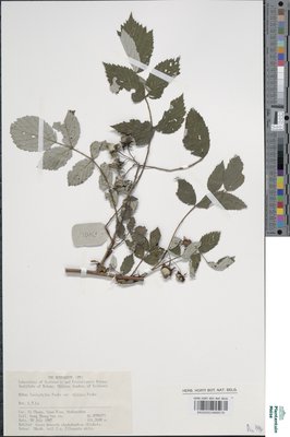 Rubus lasiostylus Focke.