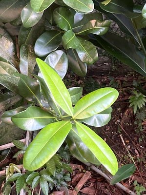 Mammea americana L.: leaf