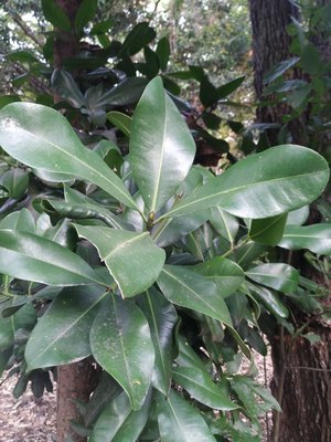 Mammea americana L.: leaf