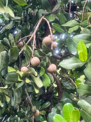 Mammea americana L.: fruit