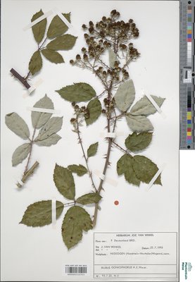 Rubus goniophorus H.E.Weber