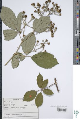 Rubus goniophorus H.E.Weber