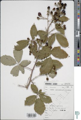 Rubus goniophorus H.E.Weber