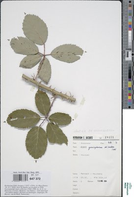 Rubus goniophorus H.E.Weber