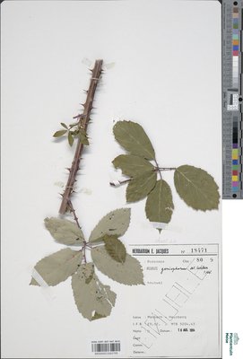 Rubus goniophorus H.E.Weber