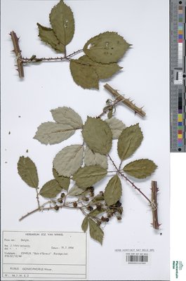 Rubus goniophorus H.E.Weber