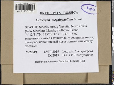 Calliergon megalophyllum Mikut., Moscow University Herbarium