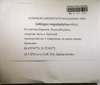 Calliergon megalophyllum Mikut., Moscow University Herbarium