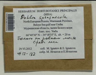 Pohlia sphagnicola (Bruch & Schimp.) Broth., Moscow University Herbarium