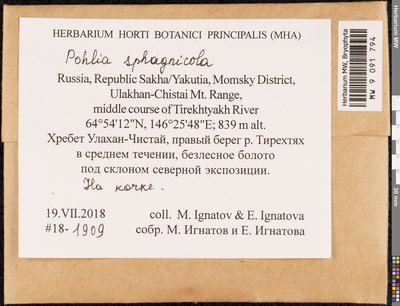 Pohlia sphagnicola (Bruch & Schimp.) Broth., Moscow University Herbarium