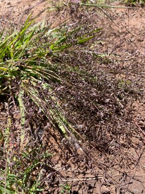 Eragrostis pilosa (L.) P.Beauv.: flower