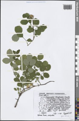 Rosa × alba L. (Шиповник), Moscow University Herbarium