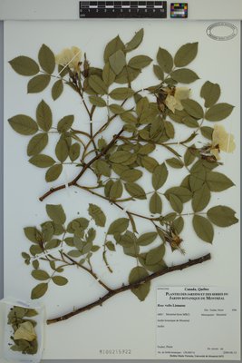 Rosa ×alba at Marie-Victorin Herbarium (MT), Université de Montréal Biodiversity Centre