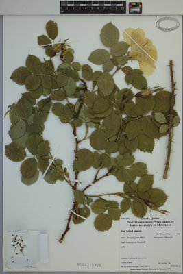 Rosa ×alba at Marie-Victorin Herbarium (MT), Université de Montréal Biodiversity Centre