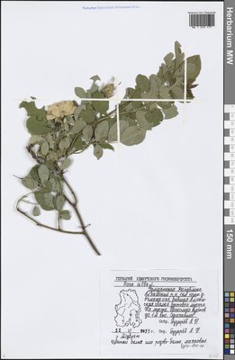 Rosa × alba L. (Шиповник), Moscow University Herbarium