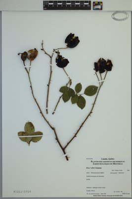 Rosa ×alba at Marie-Victorin Herbarium (MT), Université de Montréal Biodiversity Centre