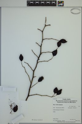 Rosa ×alba at Marie-Victorin Herbarium (MT), Université de Montréal Biodiversity Centre