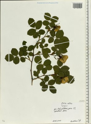 Rosa × alba L. (Шиповник), Moscow University Herbarium