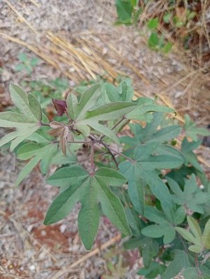 Gossypium arboreum L.: leaf