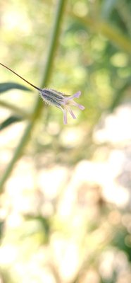 Gypsophila pilosa Huds.: flower